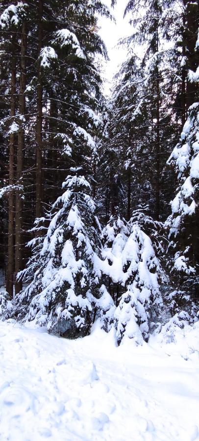 Ferienwohnung "Hirschlein" Im Schwarzwald バイアースブロン エクステリア 写真